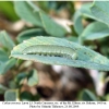 colias croceus larva3